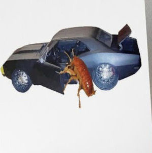 Meet your Posher, Ava